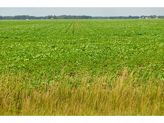 Property photo 10 - LAND AUCTION - 80+/- Acres offered in 1 Tract in Allen County